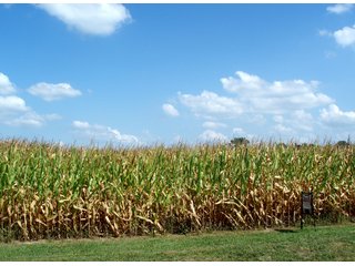 Productive soils, good rental income, 10 acres of woods and stream, 950' road frontage.  Great location just 3 miles Northwest of Fountain City, IN, 15 minutes to Richmond, IN, 7 miles to Lynn, IN.

FULL CROP RIGHTS AVAILABLE FOR 2011.  Current rental income of $8,500 guaranteed cash rent with possible additional production based incentives.  Great investment opportunity.

 - 77 Acre Farm